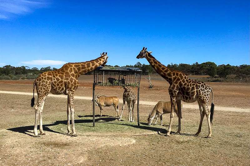 Monarto Safari Park Private Tour